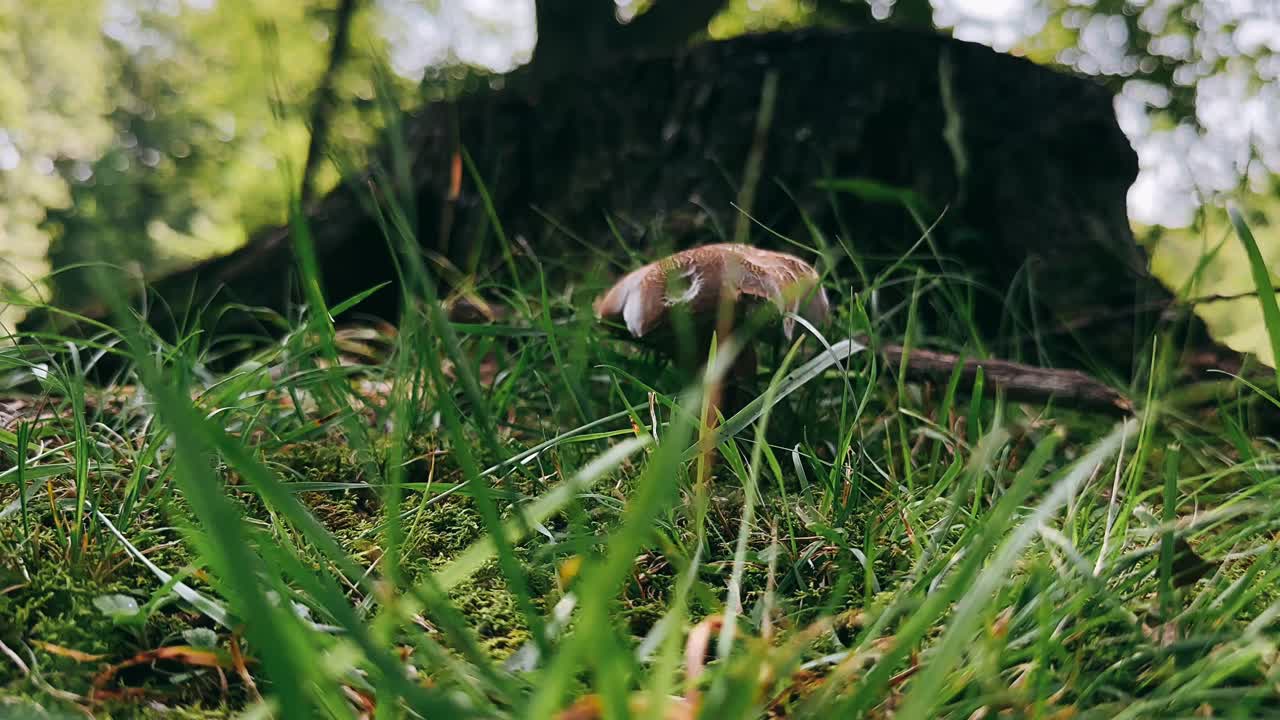Mushroom in Forest Floor