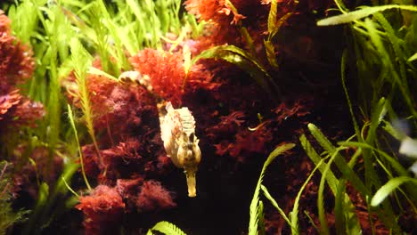 Cute-Seahorse-swimming-in-clear-water-between-water-plants-during-sunny-day,close-up