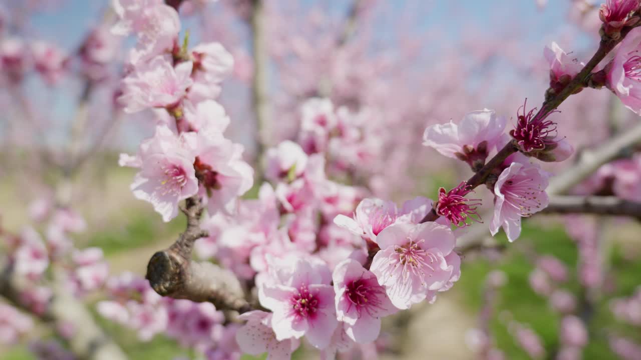 fotografía de cerca de hermosas flores de melocotón en un soleado día de primavera contra el cielo azul