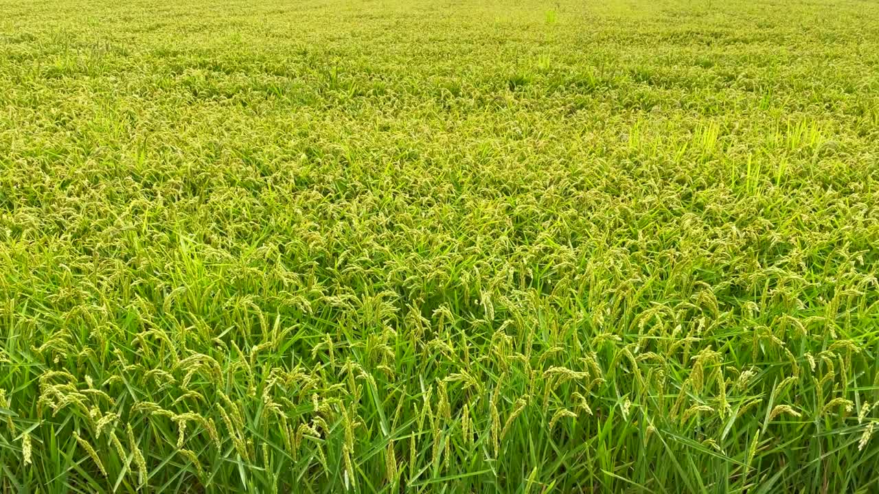 plantación verde de arroz en pantalla completa