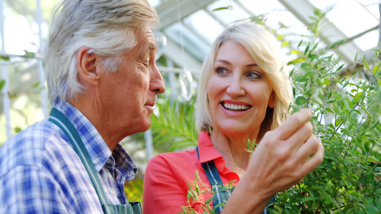 성숙한 커플 검사 식물