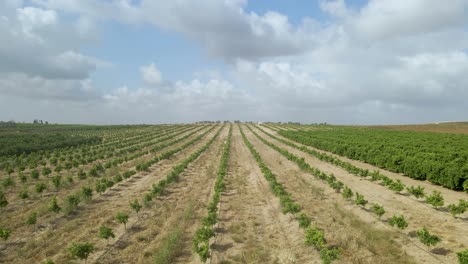 Luftaufnahme-Auf-Grünem-Feld-Bei-Sdot-Negev-Israel