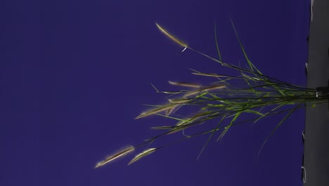 planta de tierra con fondo de pantalla azul