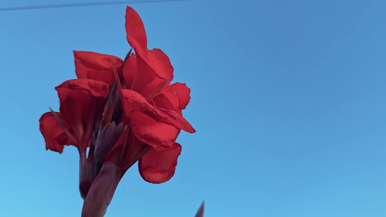 Close-up of a bright red Canna indica flower captured from a low angle against a clear blue sky. Perfect for botanical studies, nature documentaries, and educational visuals on tropical flora