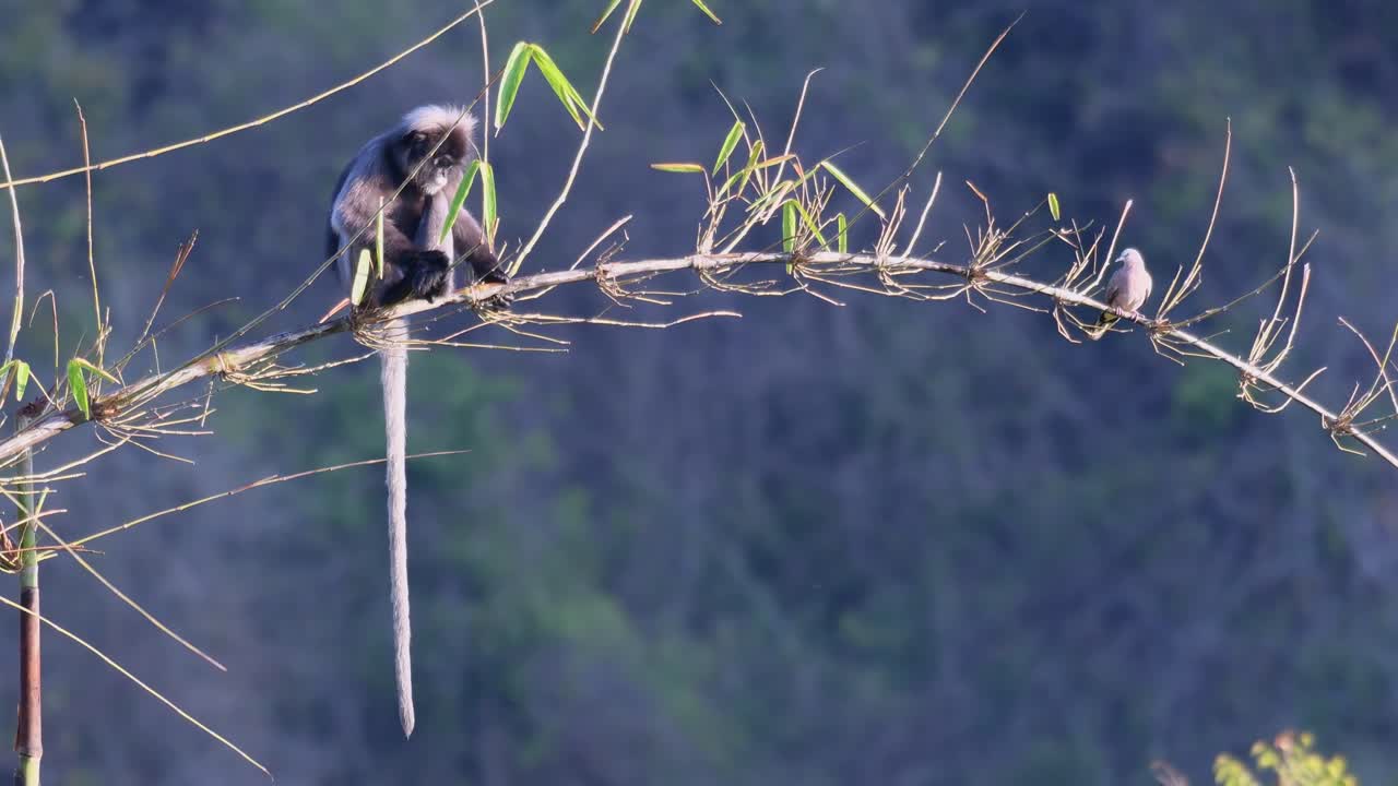 mono de hoja oscura, trachypithecus obscurus con paloma manchada, spilopelia chinensis