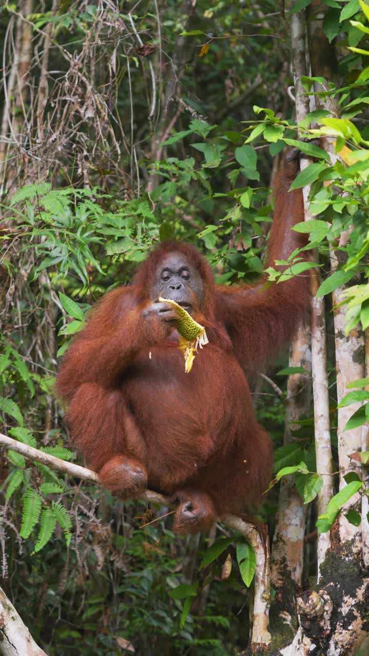Clip verticale ravvicinata di animali selvatici che mostra il comportamento naturale dell'orango di Borneo selvatico, appeso a un albero mentre si nutre di frutta fresca