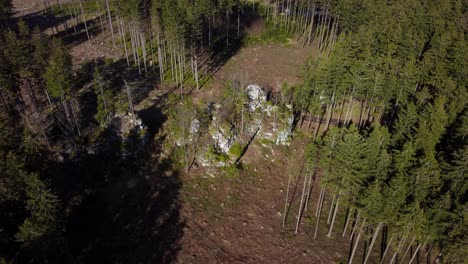 Ein-Felsen-Mitten-Im-Wald-Nach-Dem-Holzeinschlag