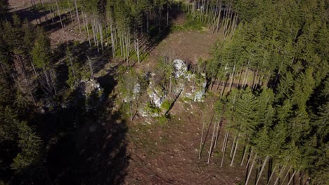 una roca en el medio del bosque después de la tala