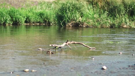 Gebrochener-Baumzweig-Im-Bach-Mit-Klarem-Wasser,-Das-In-Kyoto,-Japan-Fließt---Nahaufnahme