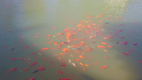 in spring, a group of goldfish swim freely in the pond