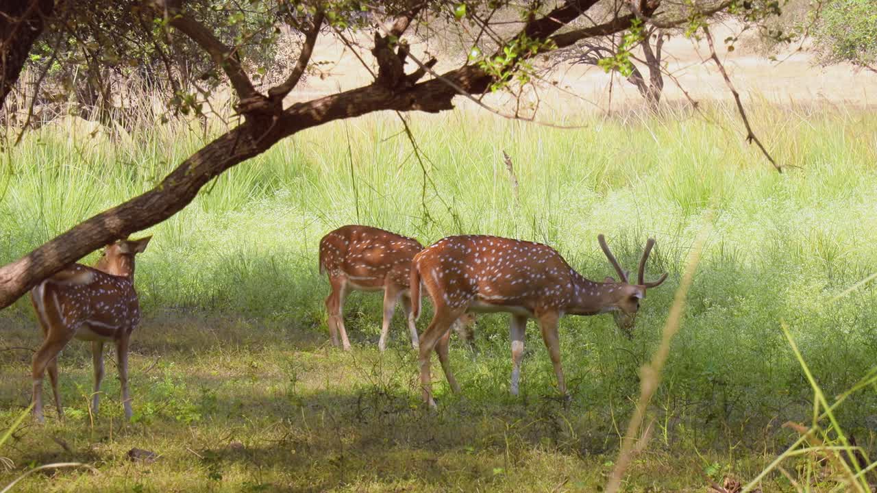 chital o cheetal, también conocido como venado manchado, venado chital y venado de eje, es una especie de venado que es nativa del subcontinente indio. parque nacional de ranthambore sawai madhopur rajasthan india