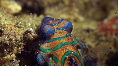 Apareamiento-Pez-Mandarín-Bebé-Lembeh-Indonesia-4k-25fps