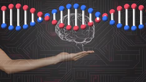 DNA-Struktur-Und-Menschliches-Gehirn-über-Einer-Hand-Vor-Mikroprozessorverbindungen-Auf-Grauem-Hintergrund