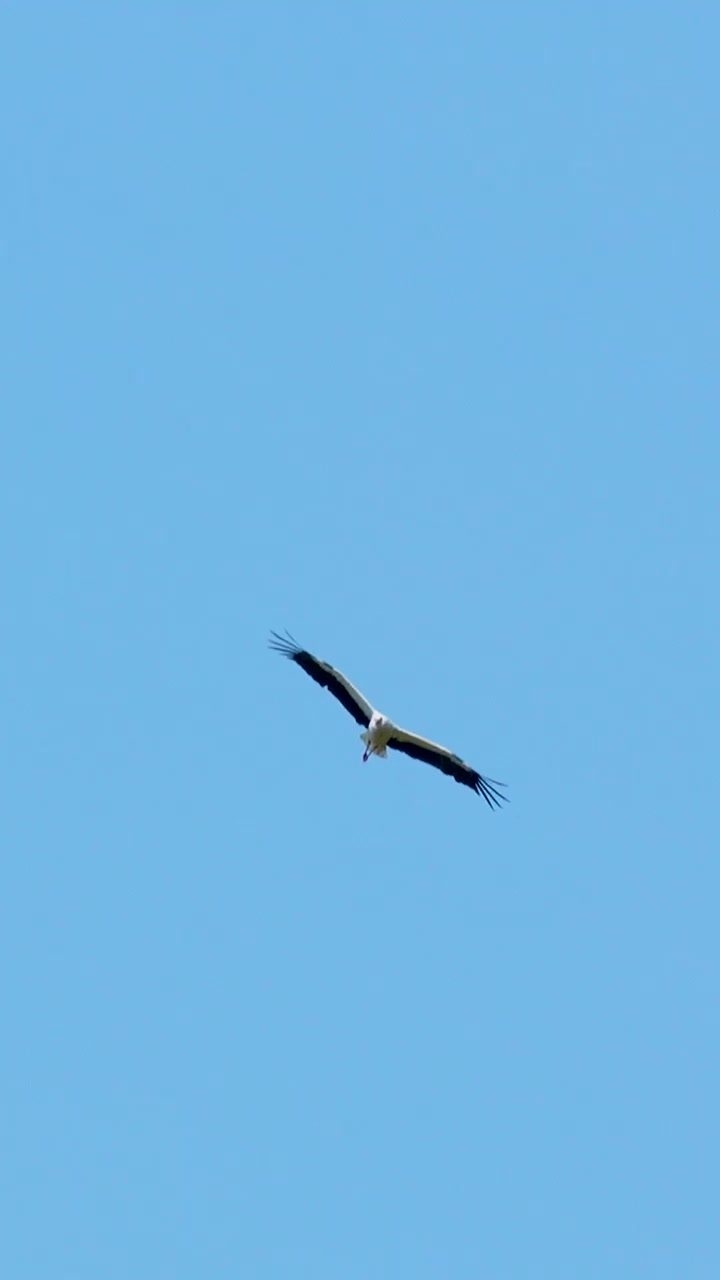 Una maestosa cicogna bianca scivola attraverso un cielo azzurro brillante. Questa ripresa cinematografica verticale è adatta per contenuti sui social media incentrati su natura, fauna selvatica e sostenibilità.