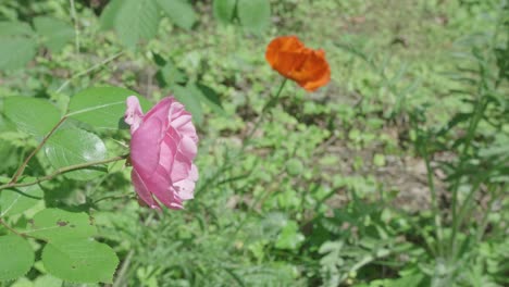 a solitary pink rose and a single orange poppy bloom together in a field of greenery