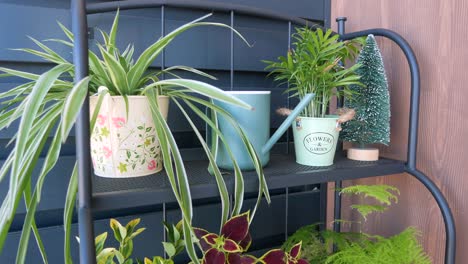 a shelf full of potted plants