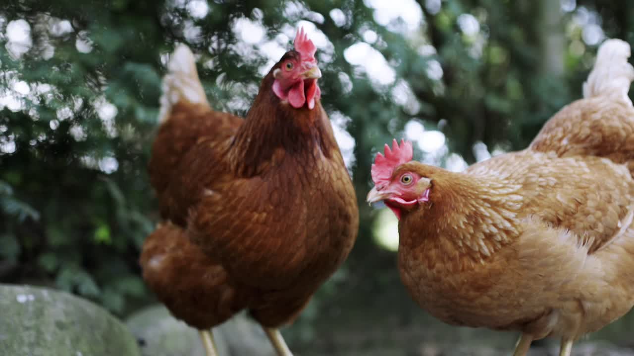 pollo a cámara lenta en el patio trasero