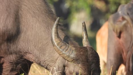 buffalo horns - eating grass