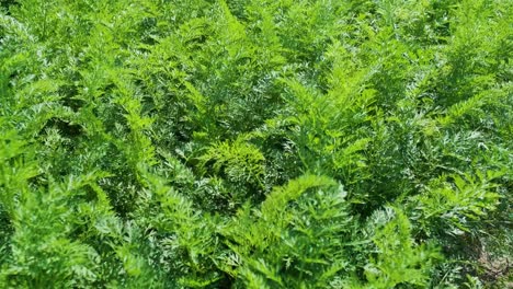 carrot plant growing in earth, organic farming, rows in the field, closeup