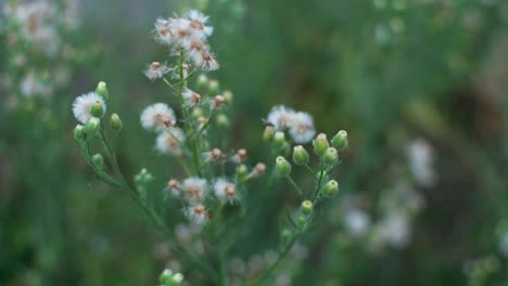 vista cercana de flores de diente de león moviéndose en el viento