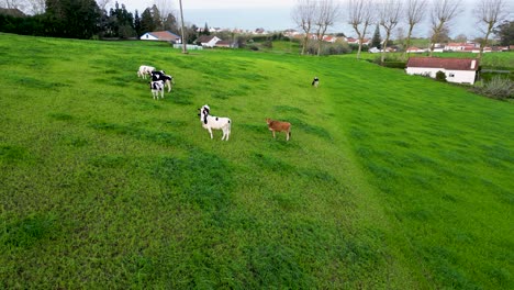 Cows-grazing-on-the-green-pasture-eating-grass-Azores-islands