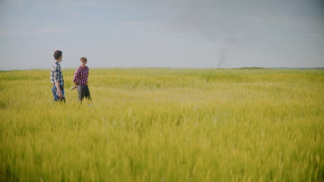 farmers inspecting wheat field