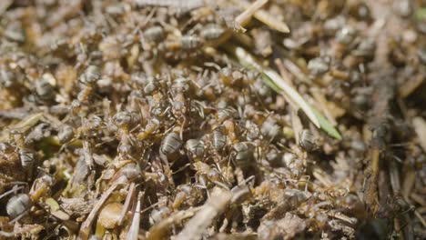 ants in a colony