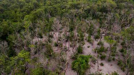 Trees-without-leaves-in-mangrove-forest,-consequences-of-hot-dry-weather