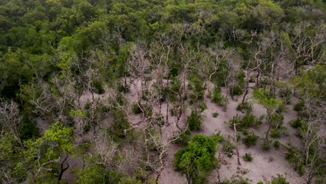 árboles sin hojas en el bosque de manglares, consecuencias del clima cálido y seco