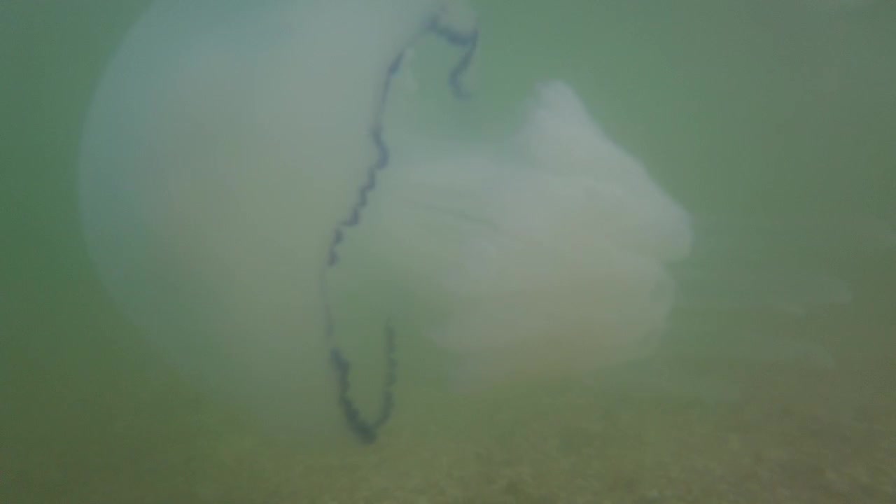 Jellyfish underwater at sea. Species of jellyfish Rhizostoma pulmo.