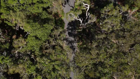 Vista-Reveladora-De-Un-Camino-De-Matorrales-Nativos-Australianos-Debajo-De-Un-Bosque-De-Eucaliptos