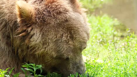 Close up of a brown bear eating grass