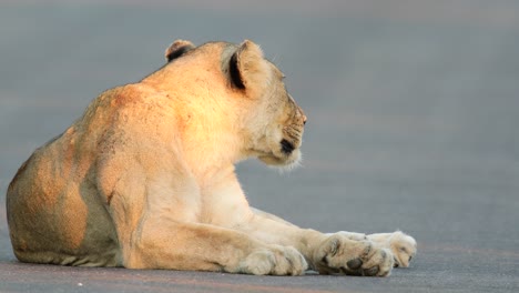 lioness rests on paved african road, golden sunlight angle from side