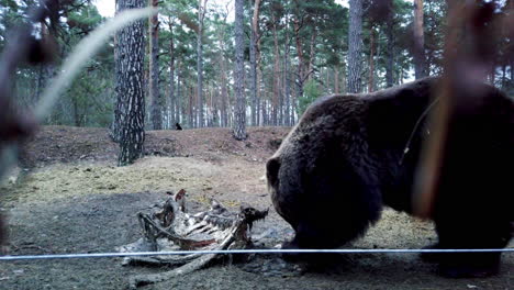 filming a brownbear during hibernation scratching his claws in a peace of meat