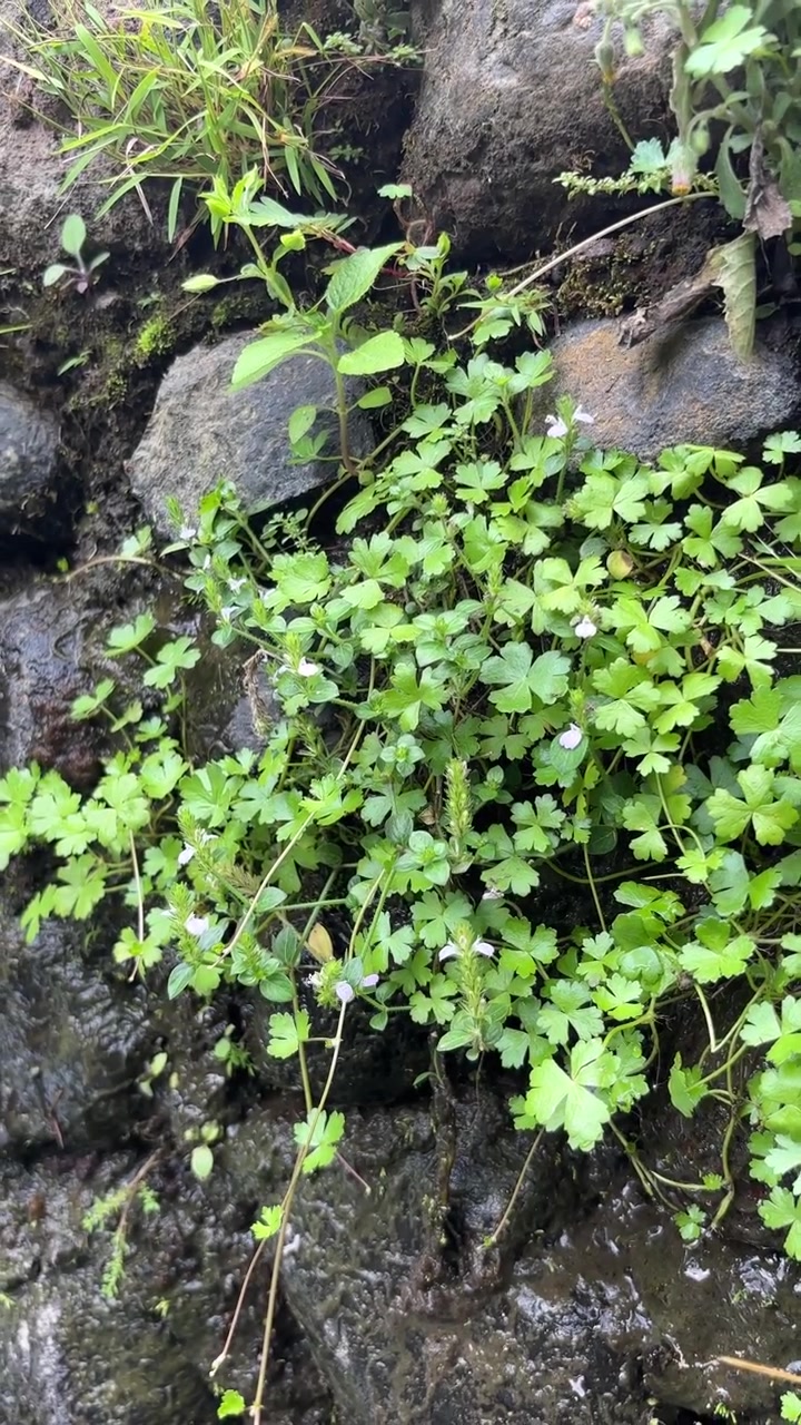Small Green Plants Growing on Wet Rocky Wall