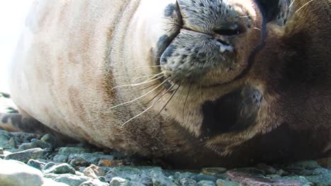 Arctic-seal-resting-on-beach