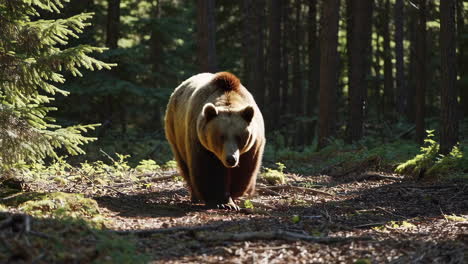 brown bear in a forest