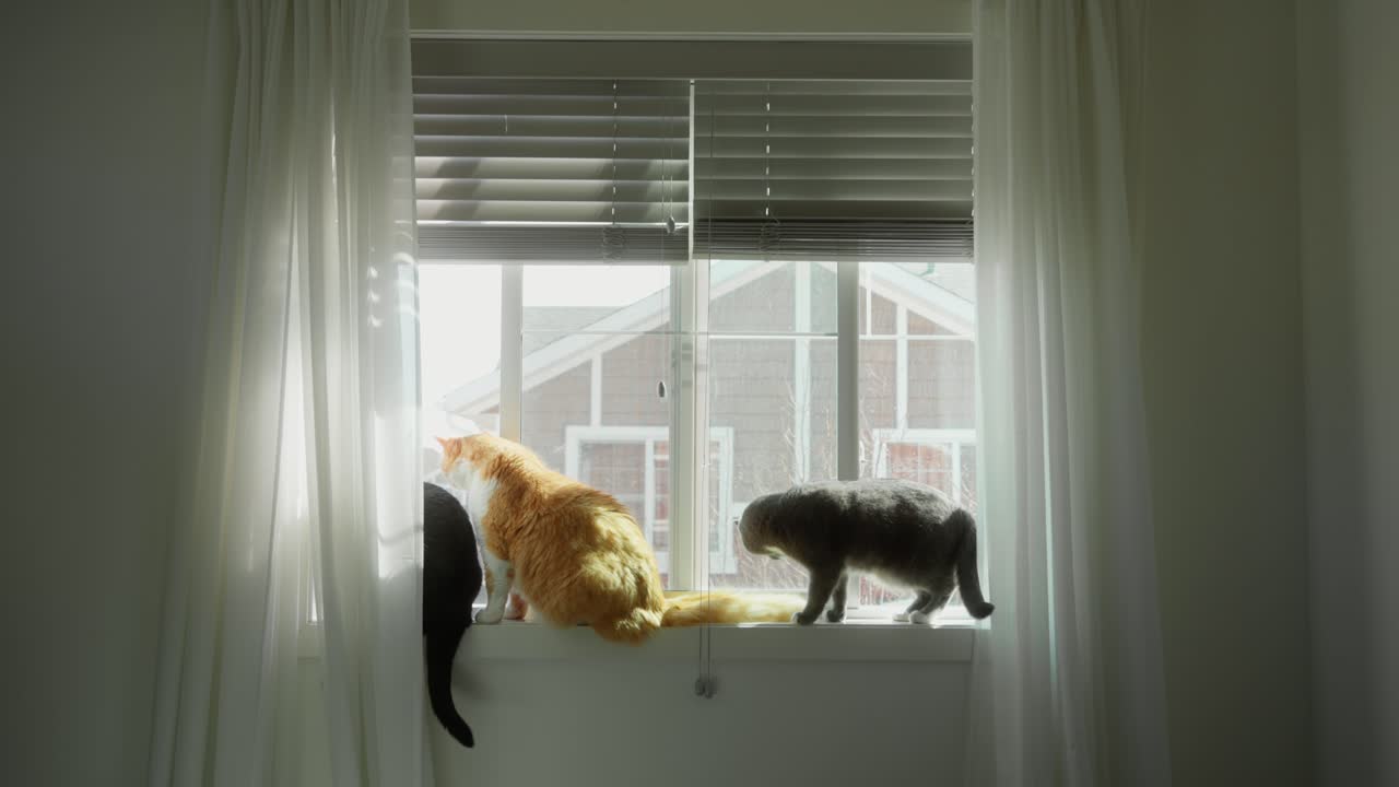 Three cats sit quietly on a white windowsill—one hidden behind white curtains—with a house rooftop in the background - Ireland