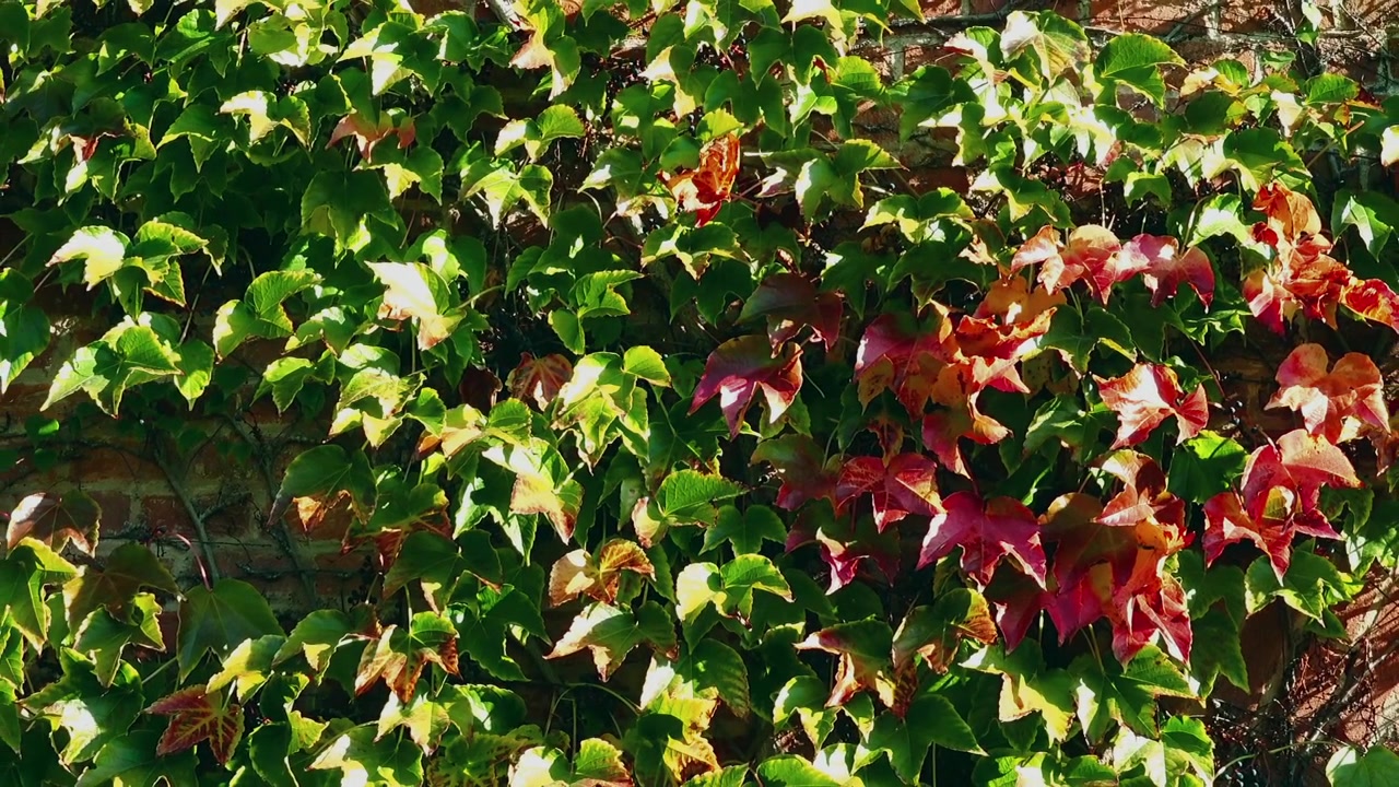 Edera sul muro di mattoni della casa. Riprese in autunno