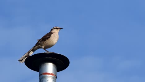 a chalk-browed mockingbird  takes off 
from a chimney