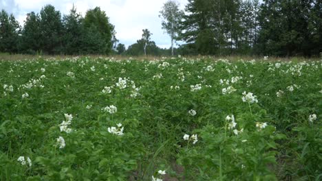 Die-Kartoffel-Ist-Eine-Stärkehaltige-Knolle-Der-Pflanze-Solanum-Tuberosum-Und-Ein-In-Amerika-Beheimatetes-Wurzelgemüse