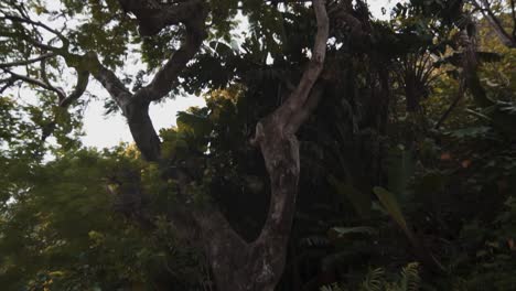 Green-trees-in-Hawaii-sun-green-luscious-tropical-plants