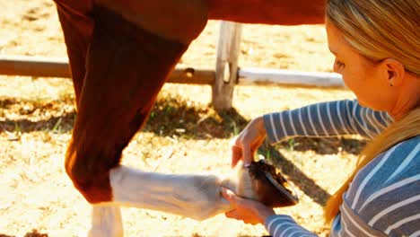 veterinarian looking at horseshoe in ranch 4k