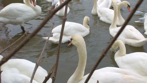 Cerca-De-Cisnes-Blancos-Alimentándose-De-Agua-En-El-Frío-Reino-Unido-2