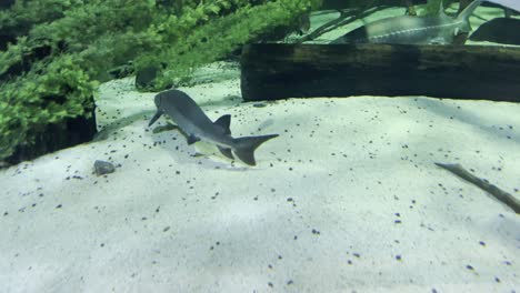 Peces-Nadando-Dentro-De-Un-Tanque-De-Agua-En-Mall-Of-America-Sea-Life-Aquarium-En-Minnesota