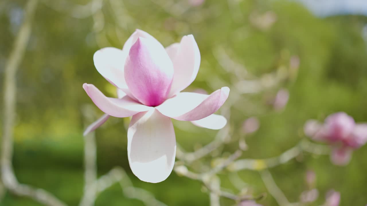 Pink Magnolia Flowers in Springtime