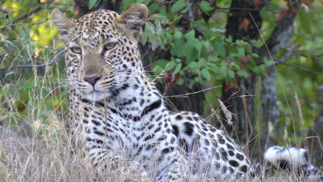 leopardo hembra en el hábitat natural de la sabana africana