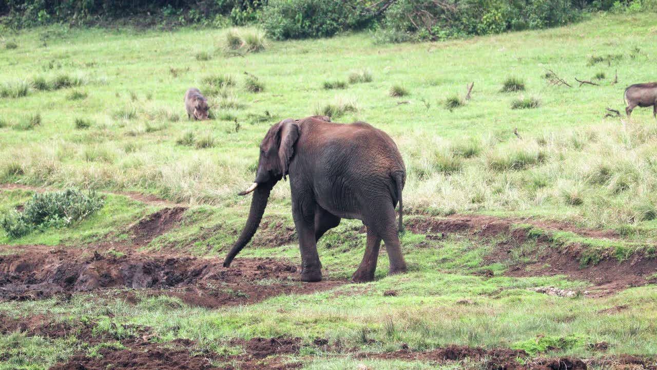 케냐 의 아베르다레 국립 공원 에 있는 초원 을  ⁇ 고 있는 아프리카 부시 코끼리