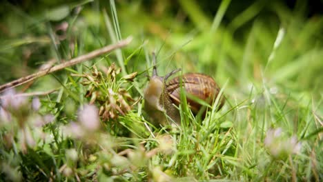 snail, at night in organic garden - the snail coming in front of camera