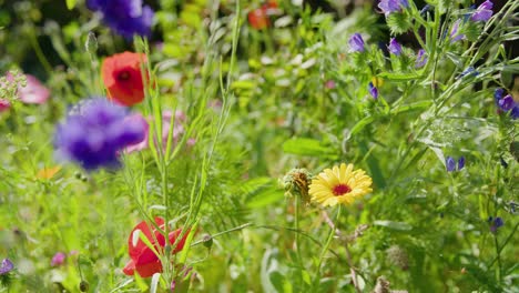 Wilde-Bunte-Blumen-An-Einem-Sonnigen-Tag,-Geringe-Schärfentiefe,-Statisch